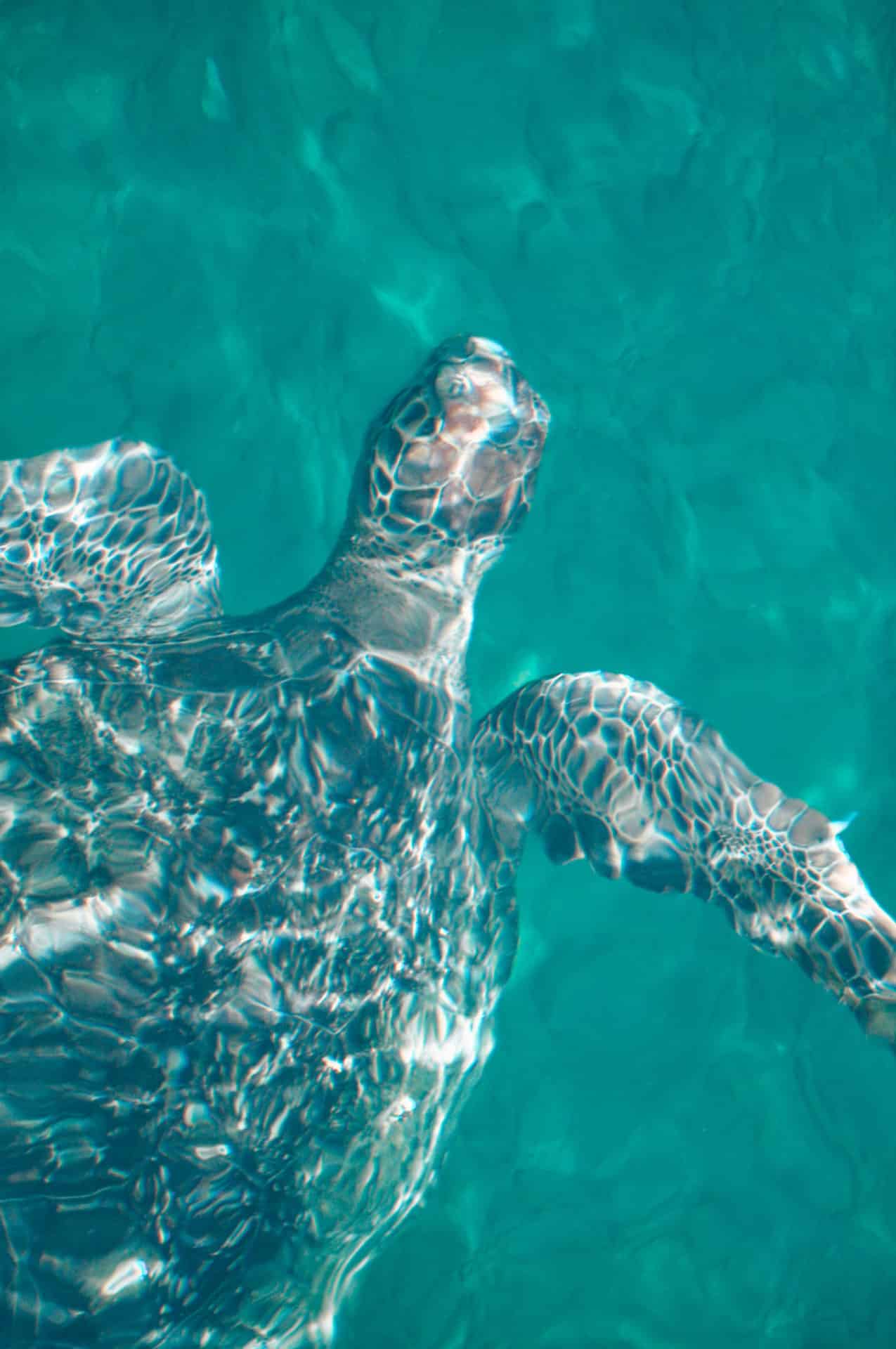 When you plan a sustainable holiday be aware of animal interactions, such as snorkeling trips.
