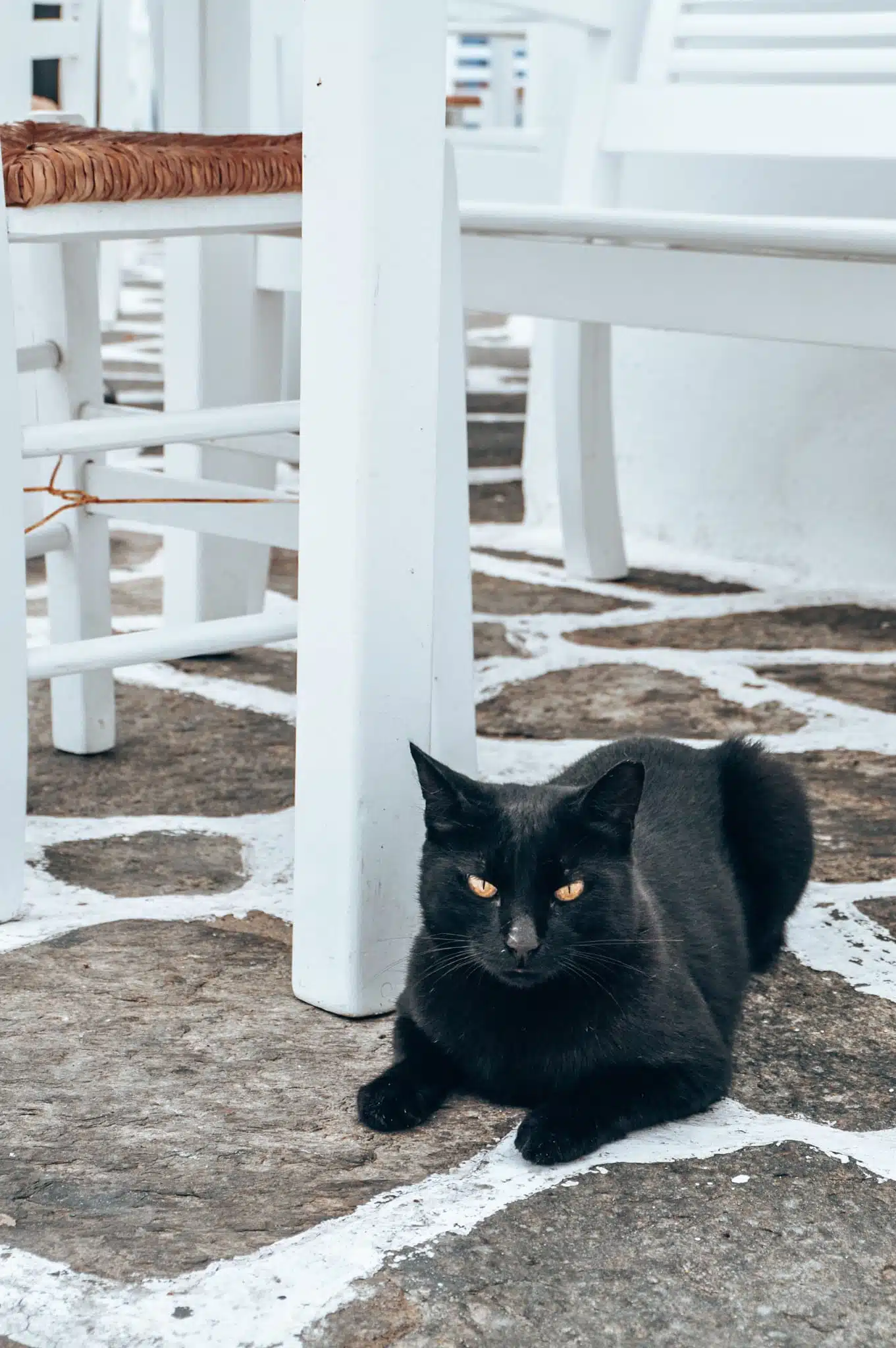 Strays on quiet Greek islands / Cats during Cyclades island hopping / Katzen beim Kykladen Inselhopping