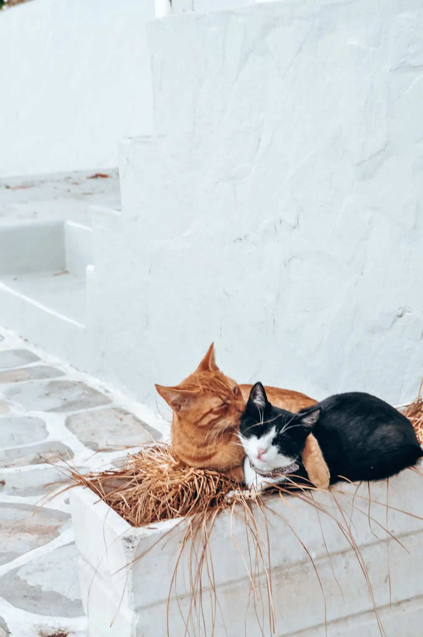 Cats during Cyclades island hopping /Katzen beim Kykladen Inselhopping
