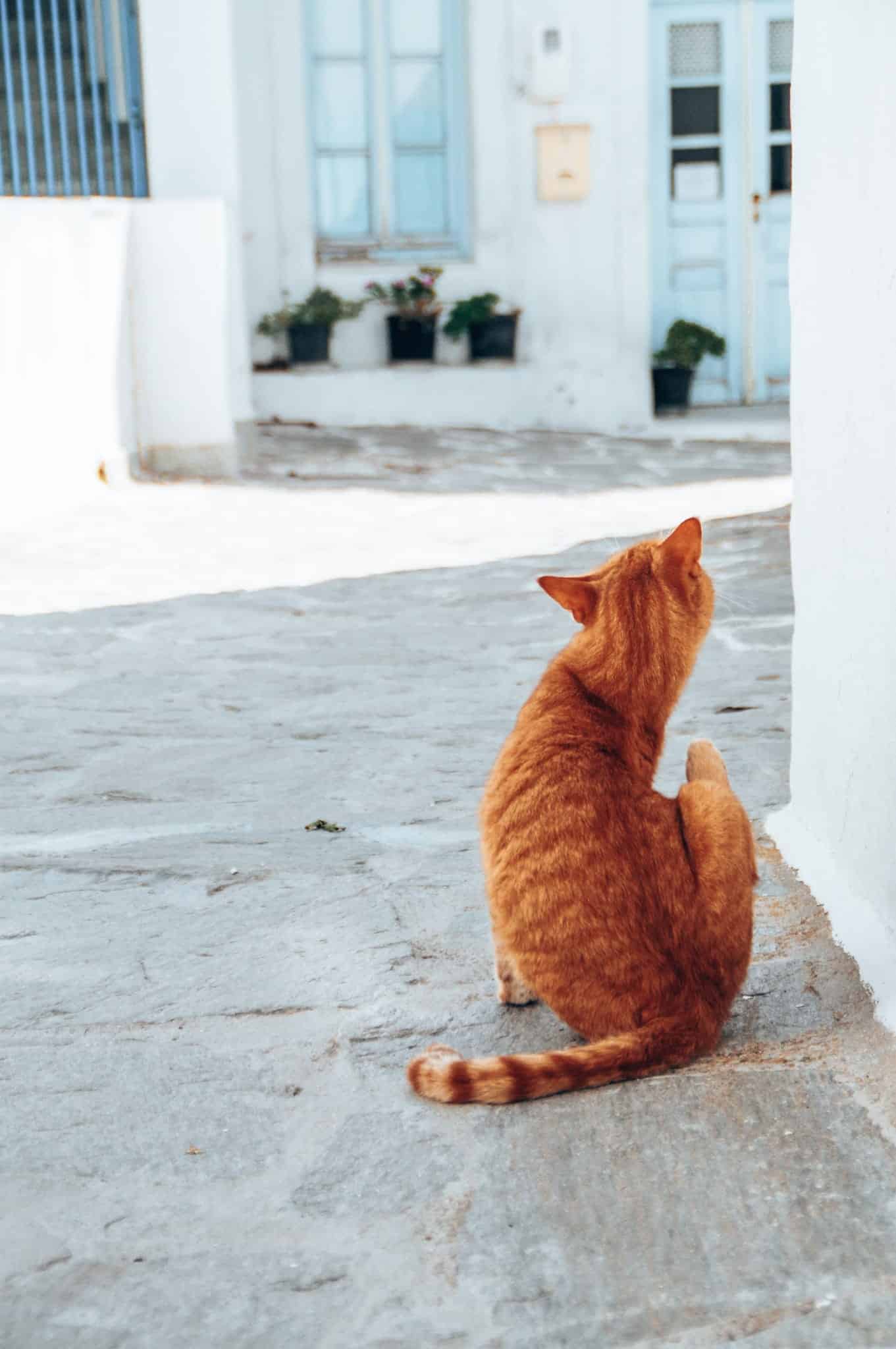 Strays on quiet Greek islands / Cats during Cyclades island hopping /Katzen beim Kykladen Inselhopping