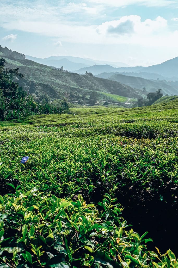 Don't miss BOH tea plantation on your Malaysia itinerary