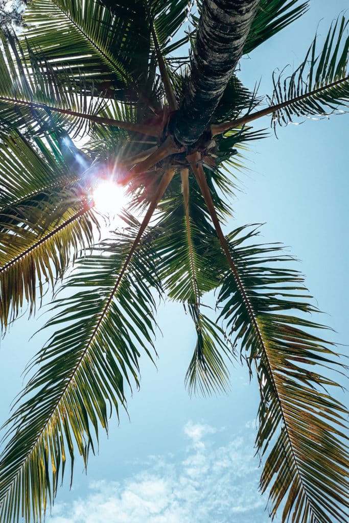 sunny palmtrees