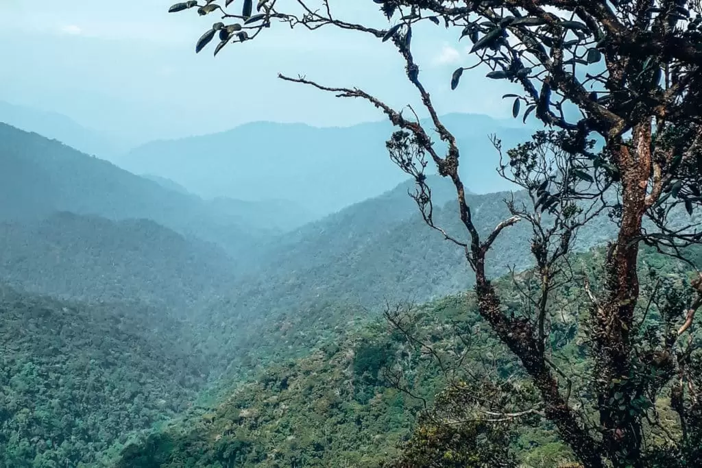Jungles suring a Malaysia itinerary