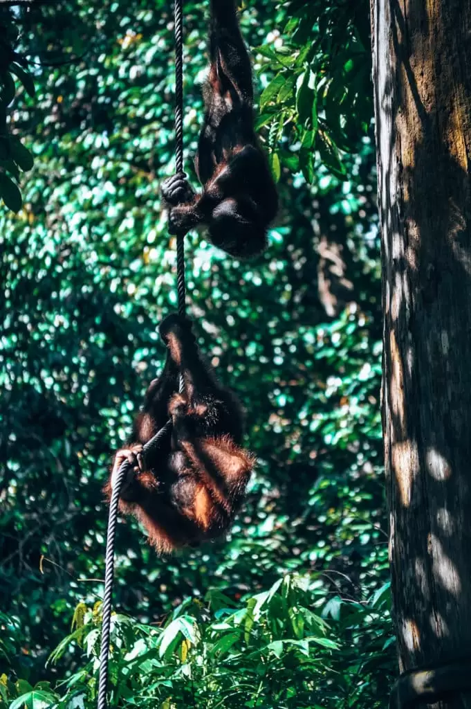 Sepilok orangutan sanctuary, an incredible highlight on my Malaysia itinerary